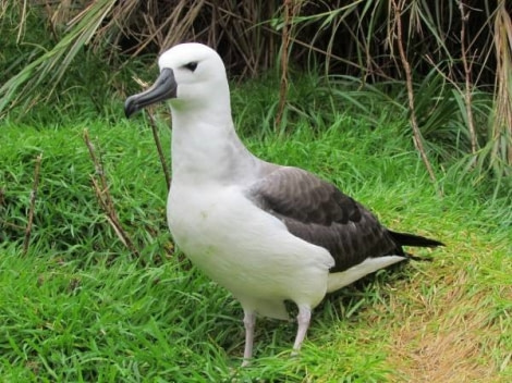 PLA32-17 Day 17-9 Atlantic yellow-nosed albatross.jpg