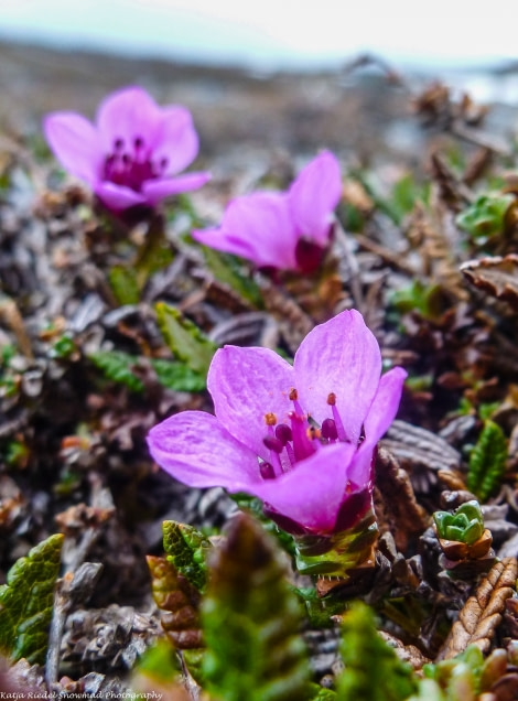 PLA05-1720170614_Katja Riedel_purple saxifrage_P1870023-Oceanwide Expeditions.jpg