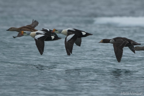 PLA05-1720170612_Hans_Verdaat_king_eider-Oceanwide Expeditions.jpg