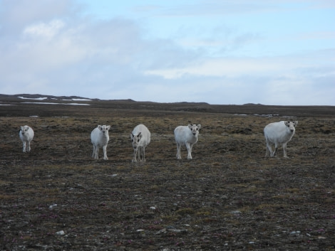 PLA05-1720170614_Seba_Arrebola_Torden_reindeer (2)-Oceanwide Expeditions.JPG