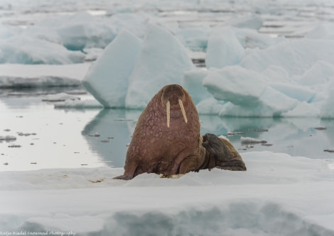 PLA05-1720170613_Katja Riedel__walros on ice_DSC_6965-Oceanwide Expeditions.jpg