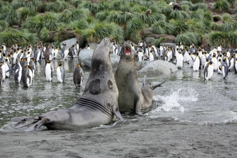 Gold Harbour_Elephant Seal_south georgia_gold harbour © femke wolfert-oceanwide expeditions (9).JPG