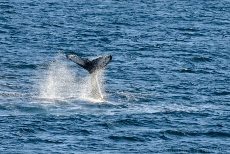 OTL04-17-20170531_Humpback_Whale_SandraPetrowitz-Oceanwide Expeditions.jpg