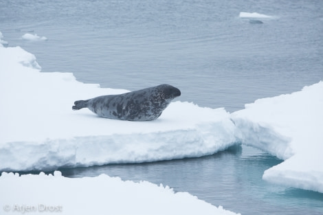 OTL03-1720170528_Arjen_Drost_42599-Oceanwide Expeditions.jpg