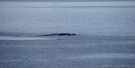 OTL05-1720170610_Blue_Whale_SandraPetrowitz_DSC_6309-Oceanwide Expeditions.jpg