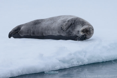 OTL05-1720170612_Bearded_Seal_SandraPetrowitz_DSC_7195-Oceanwide Expeditions.jpg