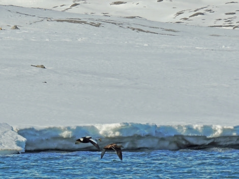 King Eider at Ymerbukta