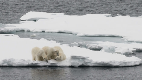 OTL03-1720170527_Polar_Bears_02_IainRudkin_DSC_4135-Oceanwide Expeditions.jpg