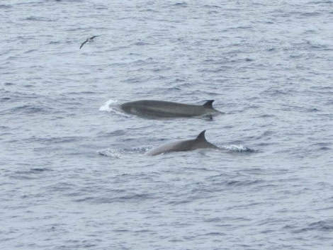 PLA32-17 Day 17-6    Shepherd’s Beaked Whales.jpg