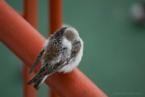 OTL03-1720170527_Snow_Bunting_IainRudkin_DSC_4067-Oceanwide Expeditions.jpg