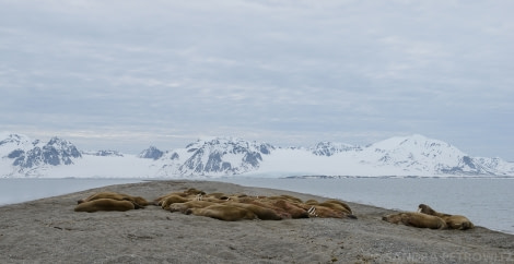 OTL05-1720170610_Walrus_Sarstangen_SandraPetrowitz_DSC_6197-Oceanwide Expeditions.jpg