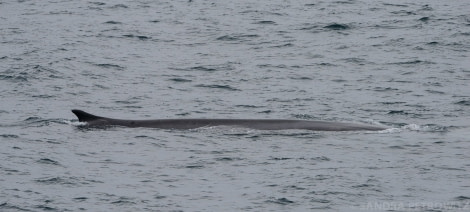 OTL03-1720170524_Fin_Whale_SandraPetrowitz-Oceanwide Expeditions.jpg