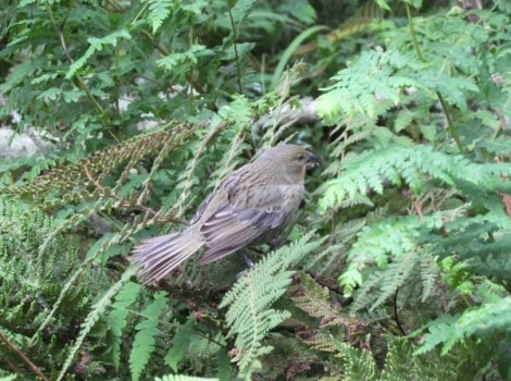 PLA32-17 Day 17-12 Wilkins’ Bunting.jpg