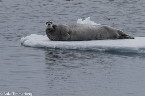 PLA11-17, Day 4, Round SpitsbergenBartrobbe-Oceanwide Expeditions.jpg