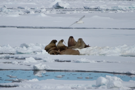 PLA07-17, 170624 Yolly Walrus - Oceanwide Expeditions.jpg