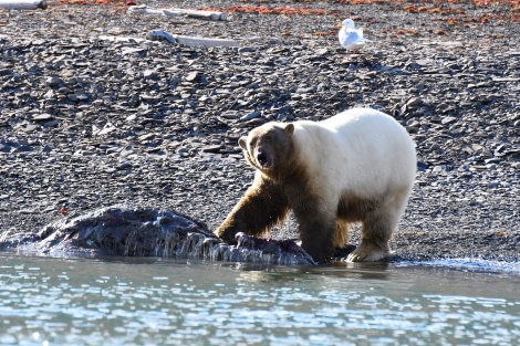 Freemansundet, polar bear with walrus carcass © Geert Kroes - Oceanwide Expeditions.jpg