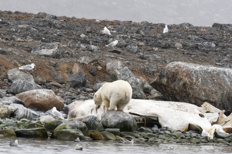 Danskoya, polar bear with sperm whale carcass © Geert Kroes - Oceanwide Expeditions.jpg