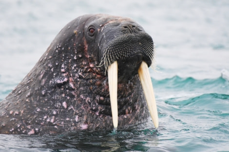 Kapp Oetker, walrus © Geert Kroes - Oceanwide Expeditions.jpg