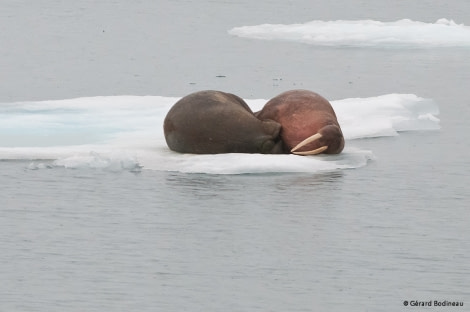 PLA13-17, Day 4 2017-08-14_6_GerardBodineau_Walrus_© Oceanwide Expeditions.jpg