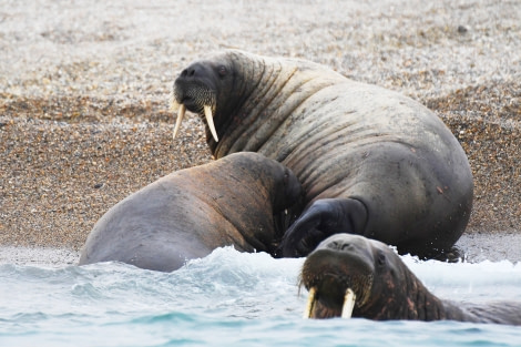 Kapp Oetker, walrus © Geert Kroes - Oceanwide Expeditions.jpg
