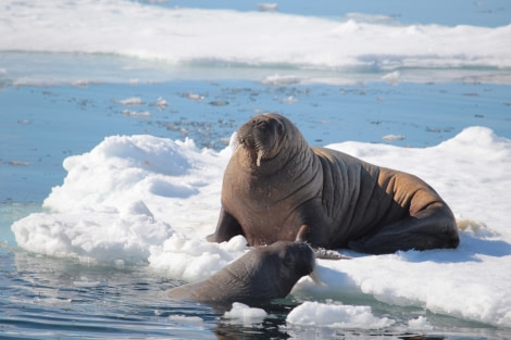 PLA07-17, 170626 walrus swimming - Oceanwide Expeditions.jpg