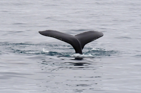 Humpback whale, Svalbard © Geert Kroes - Oceanwide Expeditions.jpg