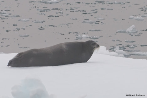 PLA13-17, Day 4 2017-08-14_9_GerardBodineau_BeardedSeal_© Oceanwide Expeditions.jpg