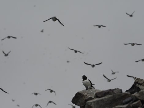 PLA08-17, Day 7 20170705_Christian Engelke_little auks1 - Oceanwide Expeditions.jpg