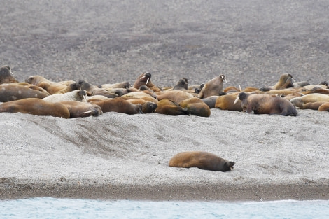 Kapp Oetker, walrus © Geert Kroes - Oceanwide Expeditions.jpg