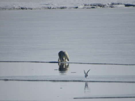 Polar bear, Svalbard, June © Michael Greenberg-Oceanwide Expeditions (2).JPG