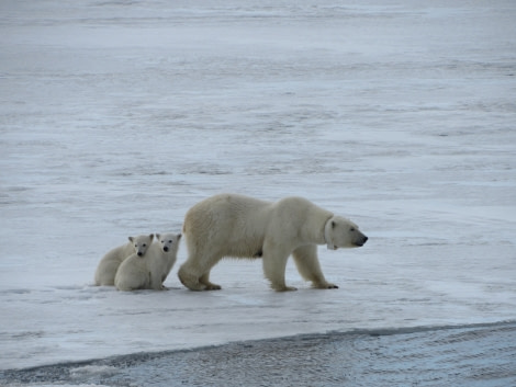 Polar bear, Svalbard, June © Michael Greenberg-Oceanwide Expeditions (3).JPG