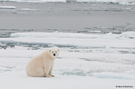 PLA13-17, Day 6 2017-08-16_4_GerardBodineau_SecondPolarBear_© Oceanwide Expeditions.jpg