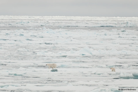 PLA13-17, Day 6 2017-08-16_5_GerardBodineau_FemellePolarBearWithCub_© Oceanwide Expeditions.jpg