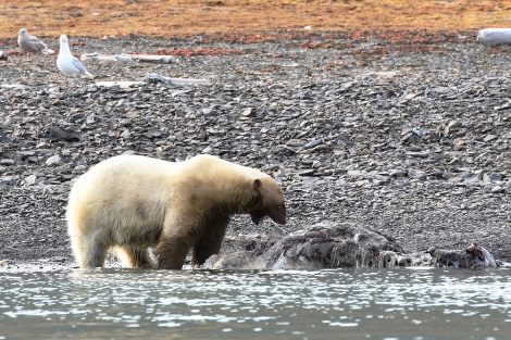 Freemansundet, polar bear with walrus carcass © Geert Kroes - Oceanwide Expeditions.jpg