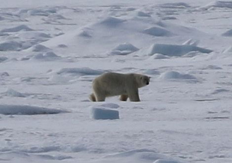 PLA06-17 xx Polar Bear3 Steve Bird-Oceanwide Expeditions.jpg