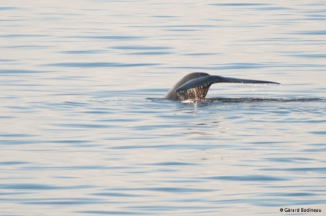 PLA13-17, Day 3 2017-08-13_6_GerardBodineau_BlueWhaleFluke_© Oceanwide Expeditions.jpg