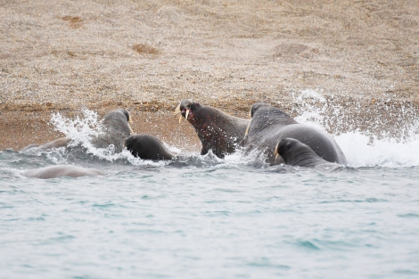 Kapp Oetker, walrus © Geert Kroes - Oceanwide Expeditions.jpg