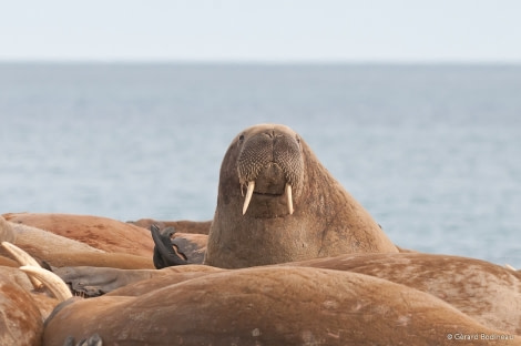 PLA13-17, Day 3 2017-08-13_1_GerardBodineau_Walrus_© Oceanwide Expeditions.jpg