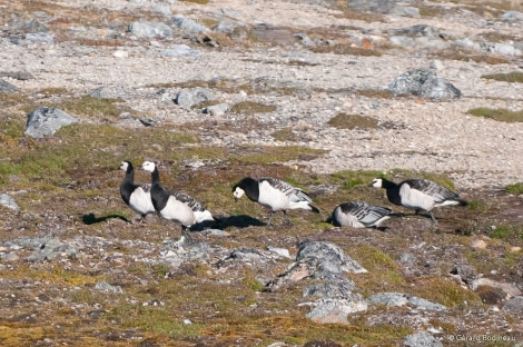 PLA13-17, Day 2 2017-08-12_4_GerardBodineau_BarnacleGeese_© Oceanwide Expeditions.jpg