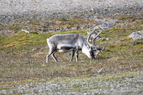 Kapp Lee, reindeer on the tundra © Geert Kroes - Oceanwide Expeditions.jpg