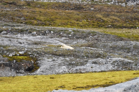 Ny Alesund,  polar bear © Geert Kroes - Oceanwide Expeditions.jpg