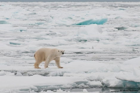 PLA13-17, Day 6 2017-08-16_1_GerardBodineau_FirstPolarBear_© Oceanwide Expeditions.jpg