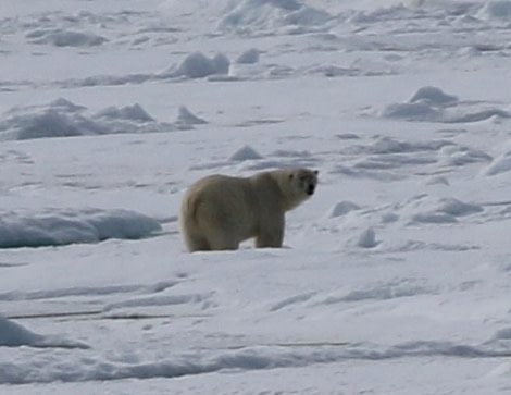 PLA06-17 xx Polar Bear2 Steve Bird-Oceanwide Expeditions.jpg