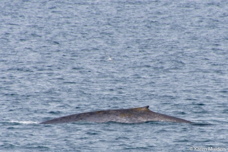 PLA07-17, 170622 KarenMulders Blue whale - Oceanwide Expeditions.jpg