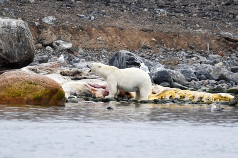 Danskoya, polar bear with a sperm whale carcass © Geert Kroes - Oceanwide Expeditions.jpg