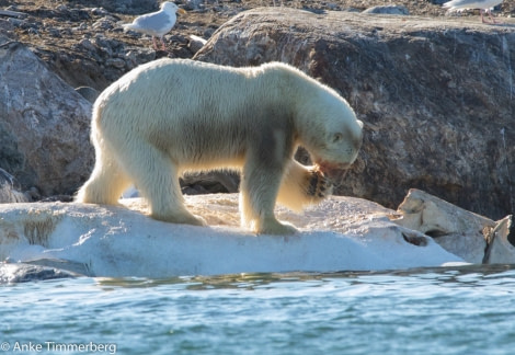 PLA11-17, Day 3, Round SpitsbergenSmeerenburgbär-Oceanwide Expeditions.jpg