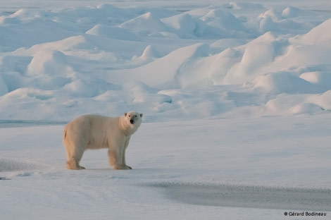 PLA14-17, Day 5 2017-08-24_6_GerardBodineau_PolarBear _Oceanwide Expeditions.jpg