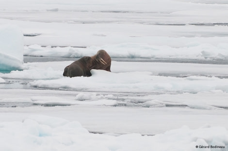 PLA14-17, Day 6 2017-08-25_6_GerardBodineau_Walrus _Oceanwide Expeditions.jpg