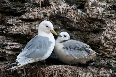 Kittiwakes © Gerard Bodineau - Oceanwide Expeditions.jpg