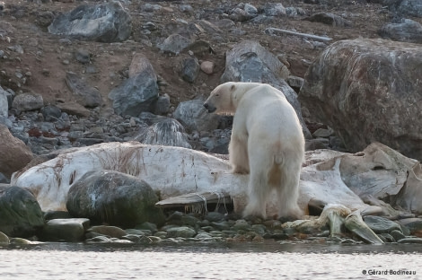 PLA14-17, Day 2 2017-08-21_6_GerardBodineau_SecondPolarBear _Oceanwide Expeditions.jpg